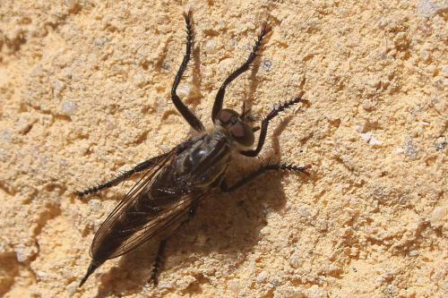 Réf. 269 938 : Machimus cyanopus